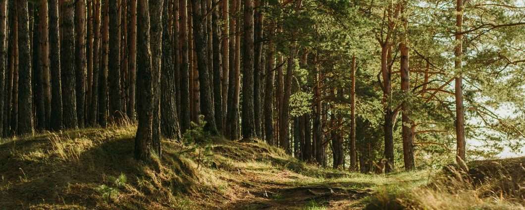 Famiglia nel bosco e privacy, il Garante: attenzione ai minori