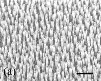 Una matrice di nanotubi in carbonio capaci di funzionare come una sorta di antenna radio per captare la luce visibile