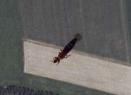 L'insetto che non c'&egrave; pi&ugrave;