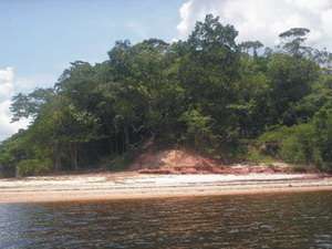 Uno scorcio della foresta