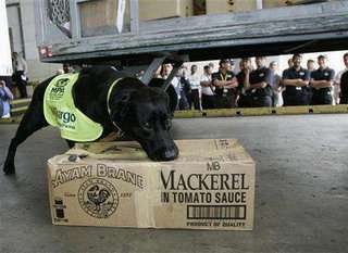 lo sniffaCD al lavoro