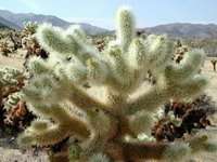 il cactus