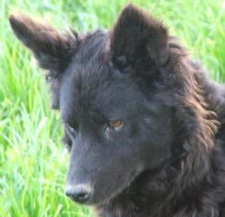 Un esemplare di pastore ungherese, variante Mudi