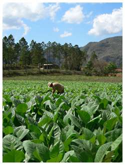 Lavoro IT/ La mannaia del Body Rental
