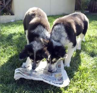 I cloni di Hawthorne