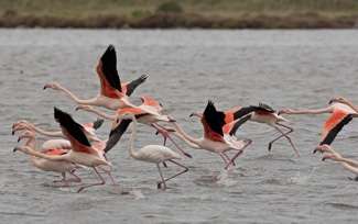Fenicotteri, (c) Archivio WWF / Fabio Cianchi