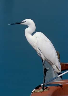 Garzetta, (c) Archivio WWF / A Cambone, R Isotti - Homo ambiens