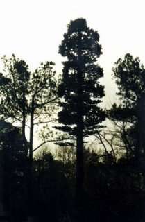 Antenna camuffata da albero, con pannelli per 6 provider