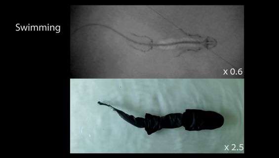 Pleurobot: realistico robot anfibio stampato in 3d Screenshot swimming