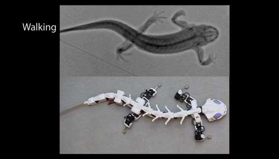 Pleurobot: realistico robot anfibio stampato in 3d Screenshot walking