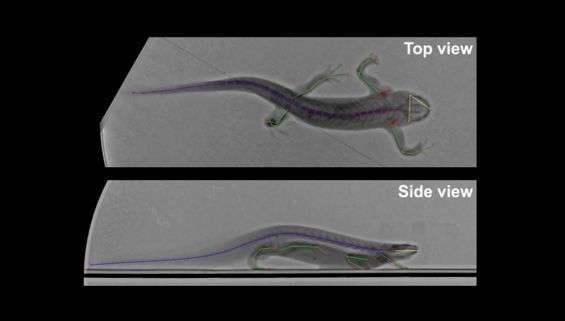 Pleurobot, robot anfibio stampato in 3D Visuale analisi raggi-X