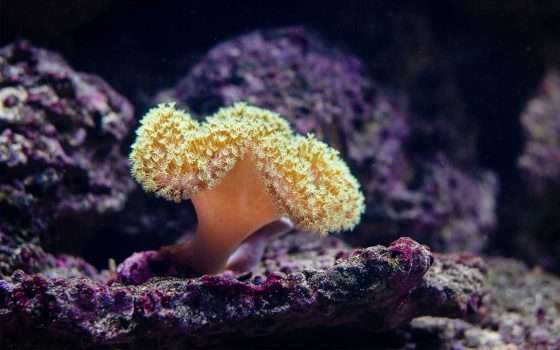 Salvare la barriera corallina con le stampanti 3D