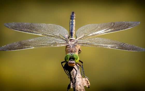 Google non ha abbandonato il progetto Dragonfly?