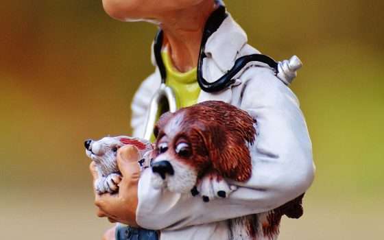 La Ricetta Veterinaria Elettronica è obbligatoria