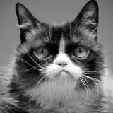 Grumpy Cat è morta: Internet piange il suo meme