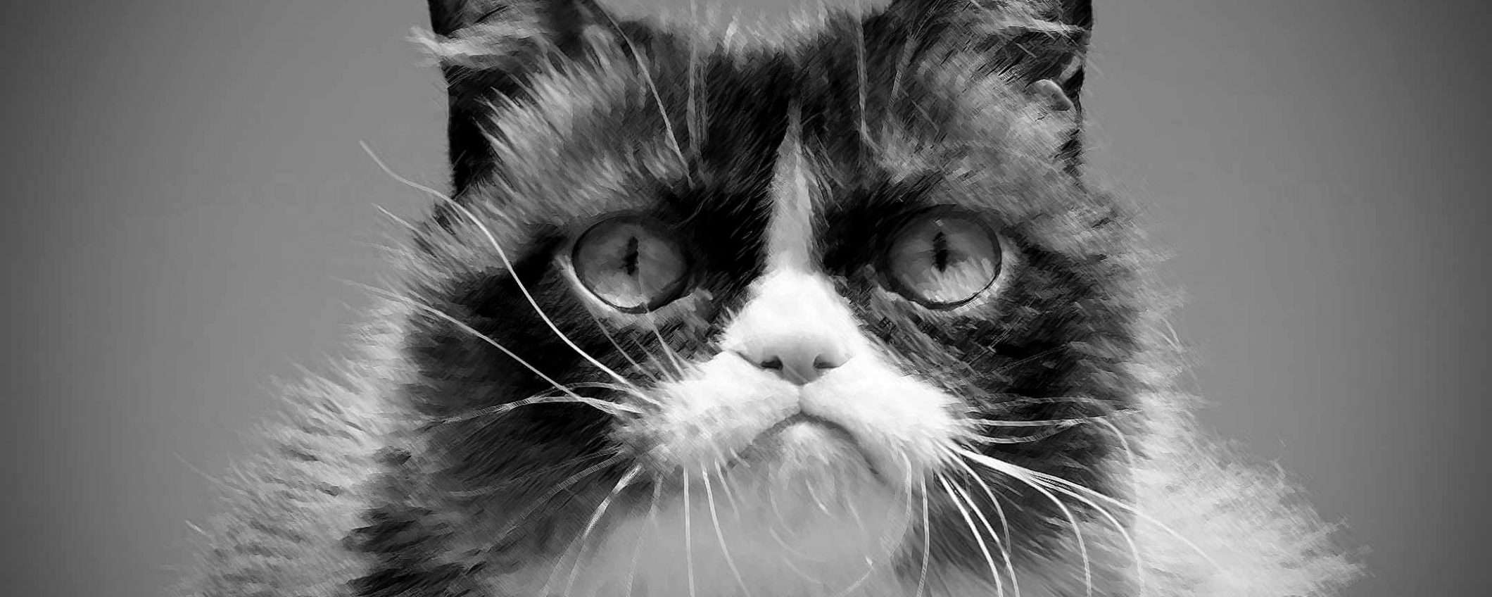 Grumpy Cat è morta: Internet piange il suo meme