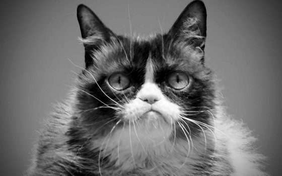 Grumpy Cat è morta: Internet piange il suo meme