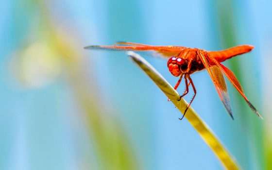 Google: il progetto Dragonfly è stato terminato