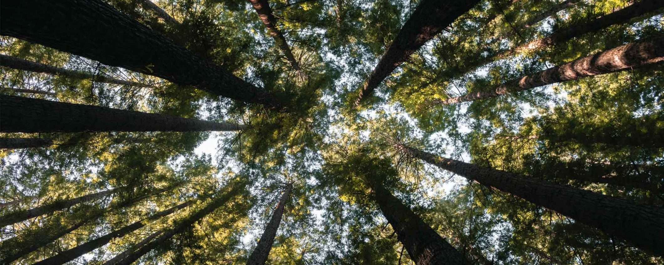Da Ecosia tre milioni di alberi per l'Amazzonia