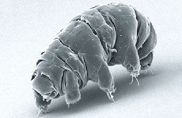 Un tardigrado