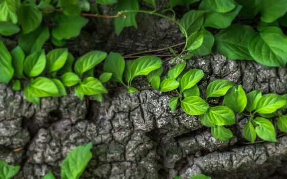 Machine learning e satelliti per il rewilding