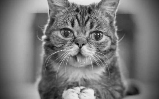 Addio Lil Bub, fenomeno social a quattro zampe