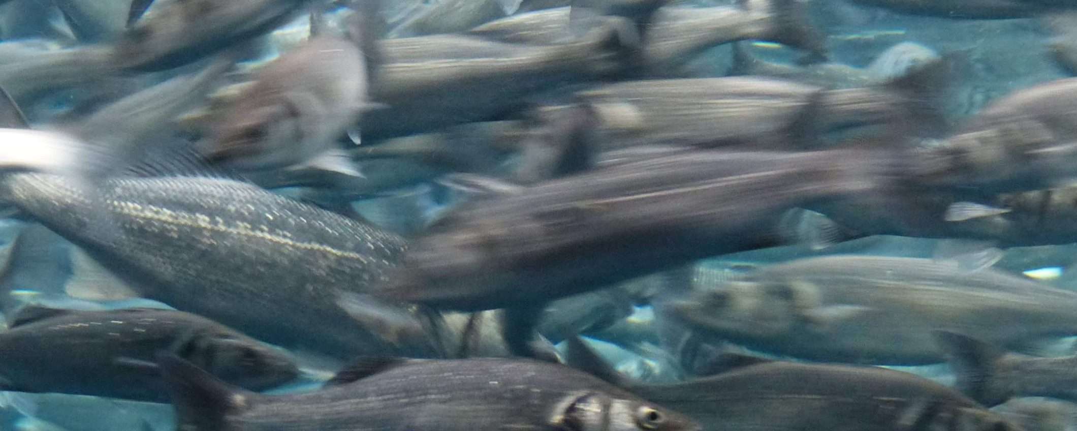 Care Sardine: il daspo, l'odio e l'amo