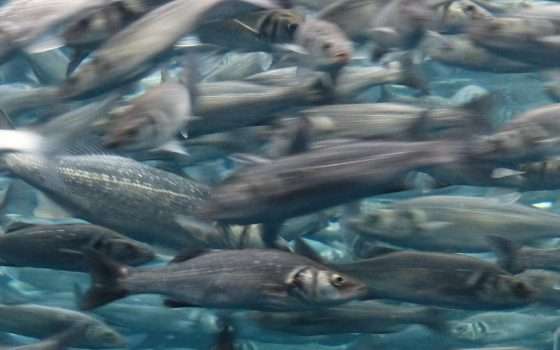 Care Sardine: il daspo, l'odio e l'amo