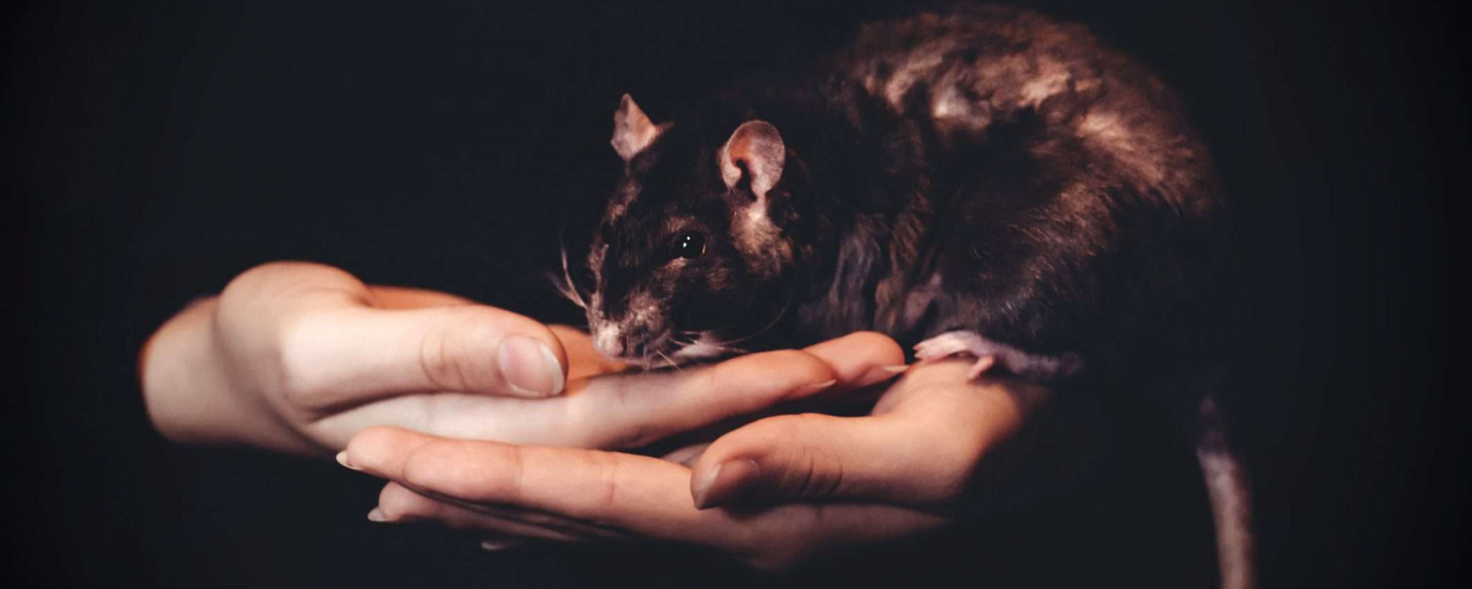 Dopo il coronavirus, l'epidemia da hantavirus? No