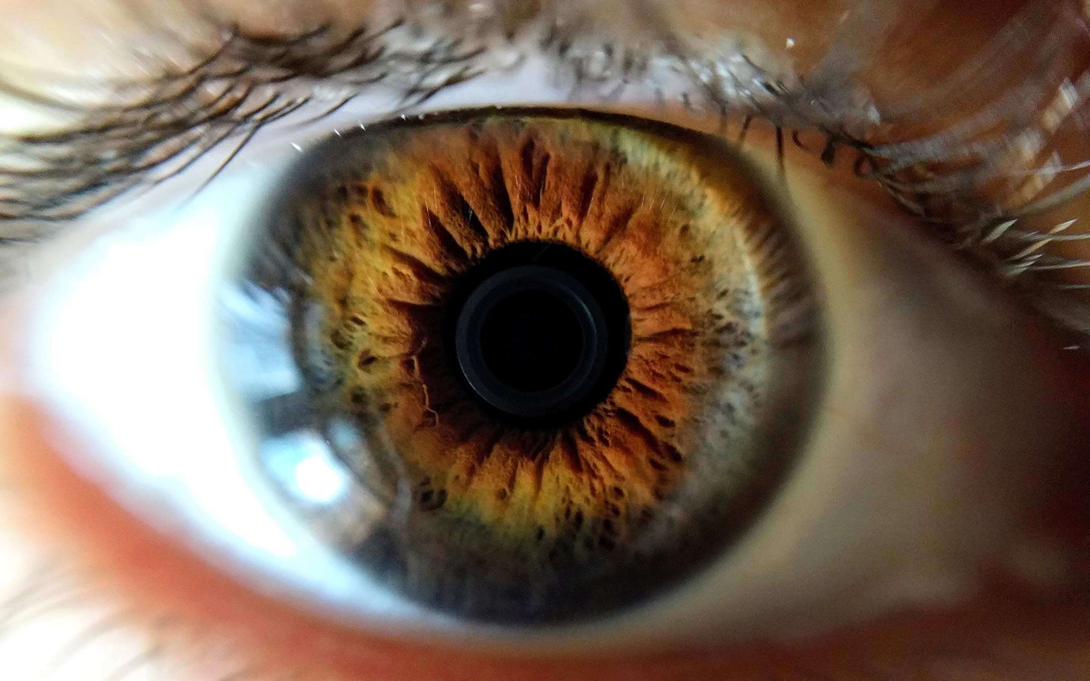 L'occhio bionico creato in laboratorio: Electrochemical Eye