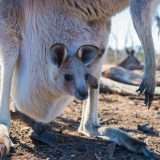 Android: choice screen anche in Australia?