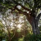 Apple Restore Fund: 200 milioni per le foreste