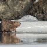 Fibra ottica nella casa dei castori di Tumbler Ridge
