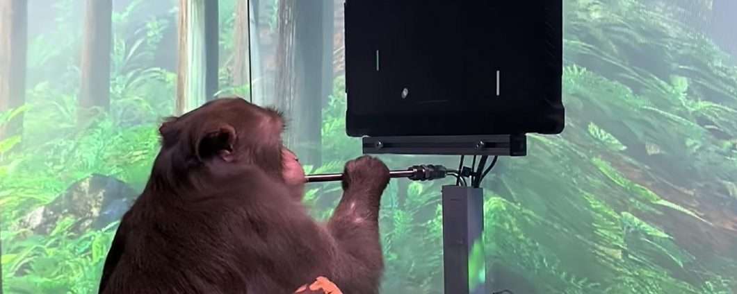 Il macaco gioca a Pong, senza joystick: Neuralink