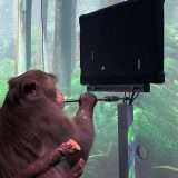 Neutralink respinge le accuse sui maltrattamenti alle cavie