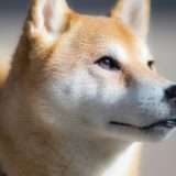 Dogecoin, un nuovo record dopo l'approdo su eToro