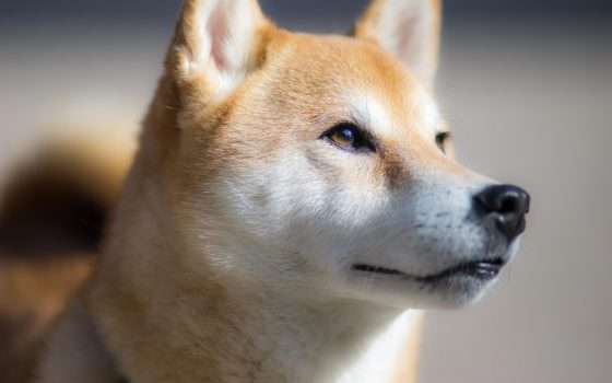Dogecoin, un nuovo record dopo l'approdo su eToro
