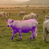 Sii una mucca viola (e buona fortuna)