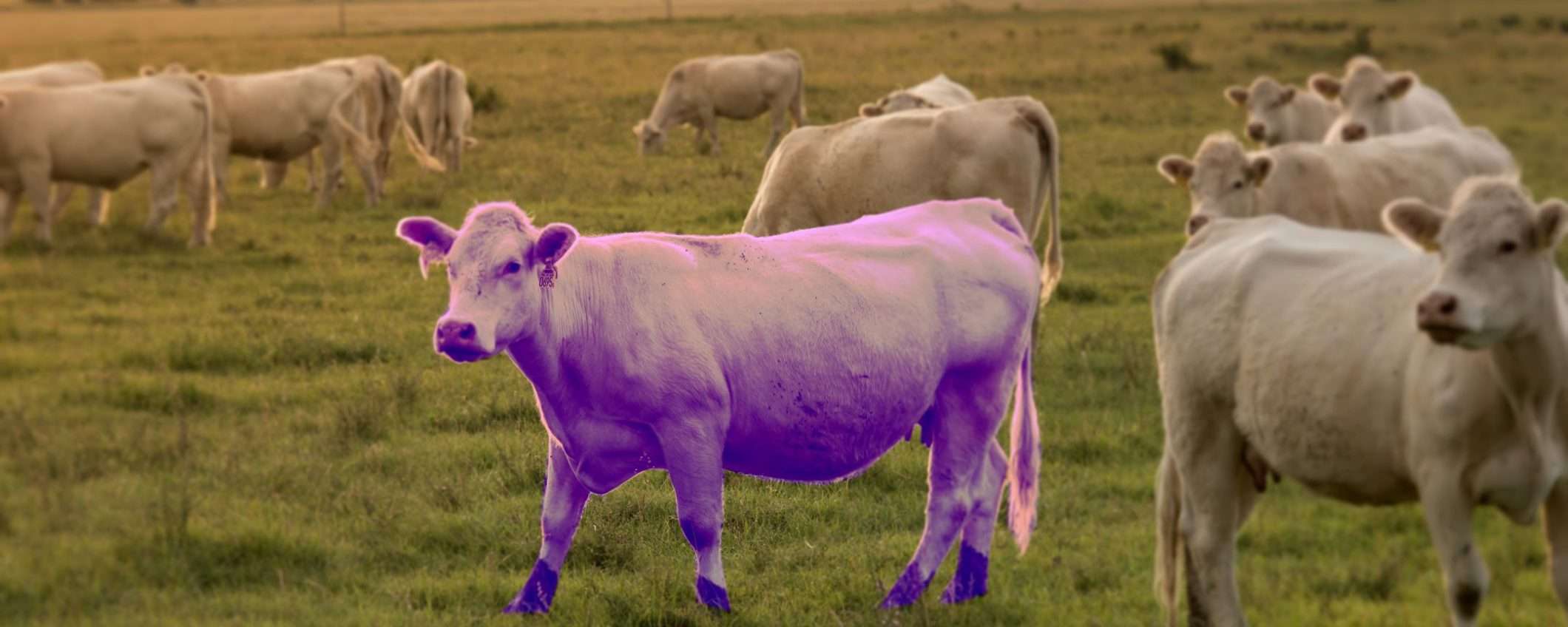 Sii una mucca viola (e buona fortuna)
