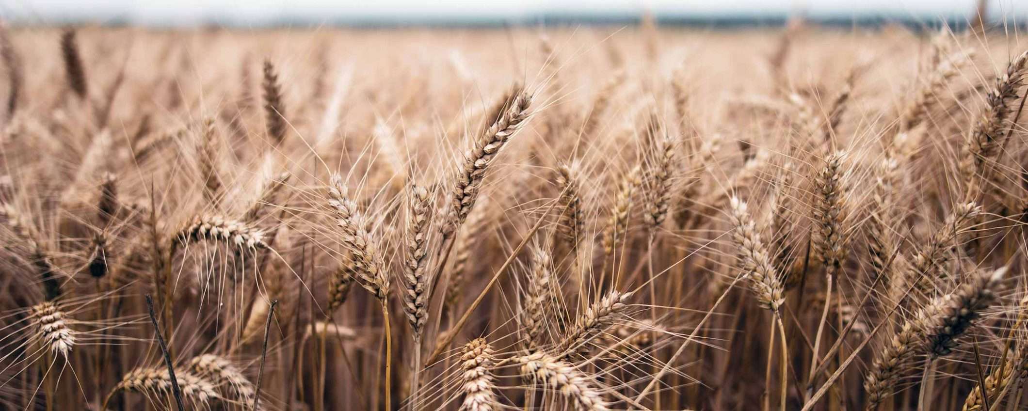 Un attacco ransomware ferma Crystal Valley