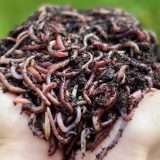 Buongiorno, mi dia 2 etti di lombrichi, grazie