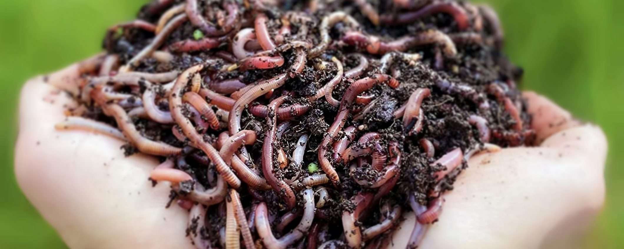 Buongiorno, mi dia 2 etti di lombrichi, grazie