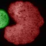 Xenobot, ecco i primi robot che si riproducono