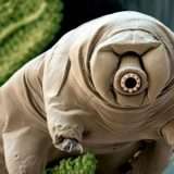 Astronauti invertebrati per studiare le velocità relativistiche