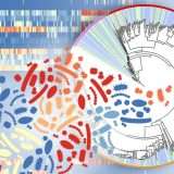 Mappati tutti i batteri e virus della pelle