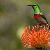 Uccelli: alcuni canti sono gli stessi da millenni