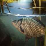 Cina: creata una carpa cruciana senza spine