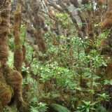 Sesta estinzione di massa in atto secondo alcune prove