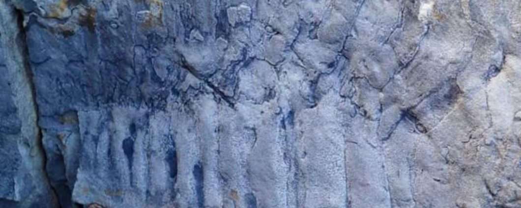 Millepiedi gigante: trovato fossile in Inghilterra