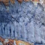 Millepiedi gigante: trovato fossile in Inghilterra